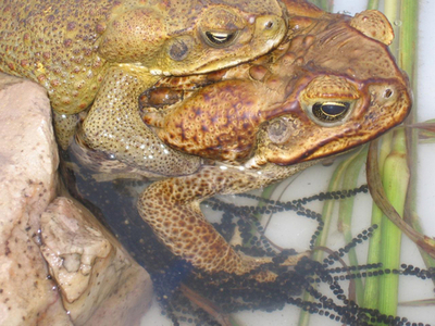 オオヒキガエルのメスは小さなオスが嫌い？体膨らませて選別　豪研究