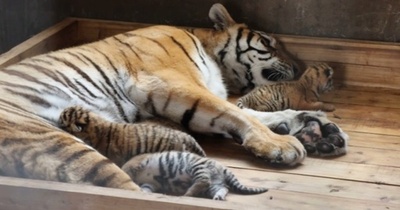 かわいすぎ！ 母親のアムールトラがまた四つ子を出産