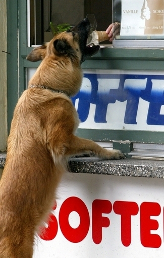 イヌでも消化できるアイスを発売、ネスレ