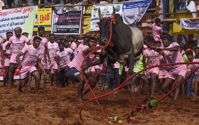 インド牛追い祭り「ジャリカット」、2日間で4人死亡