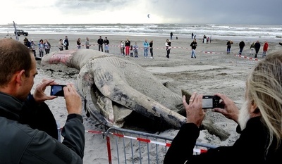 漂着したナガスクジラの死骸、オランダ