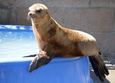 なぜ？衰弱したアシカの子、米カリフォルニア沿岸で次々保護