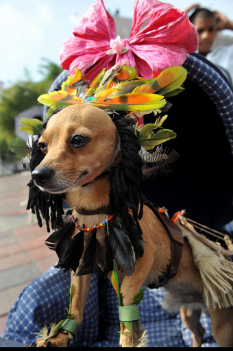 「世界動物デー」、ワンちゃんもおめかし