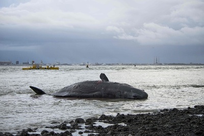 マッコウクジラ7頭、オランダ海岸に打ち上げられる