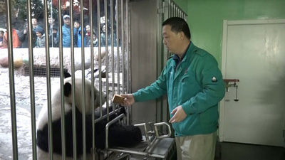 食べて寝る パンダのお世話 北京動物園の飼育係 写真5枚 国際ニュース Afpbb News