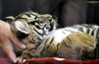 首マッサージに子トラもリラックス？