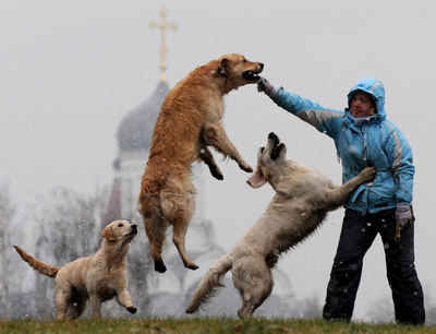雪降るベラルーシ、喜び駆け回る犬たち