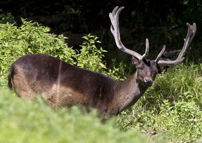 ライオンの糞の臭いでシカ害防ぐ、オランダの町が対策検討