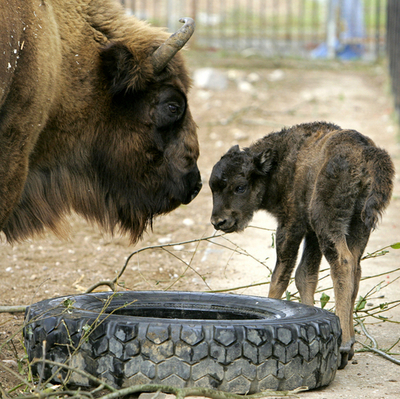 ベラルーシの動物園でバイソンの赤ちゃん誕生