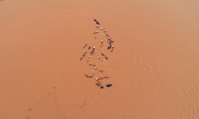 長江支流カン江で洪水、牧場の牛も立ち往生 江西省で260万人被災 