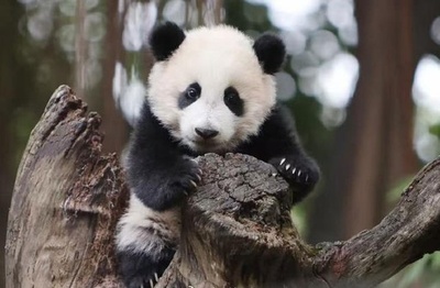 中国のスター赤ちゃんパンダ 「妹珠(メイジュー)」と命名