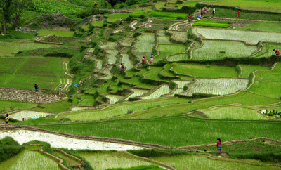 青々と広がる水田で働く人たち、田植えシーズンのネパール