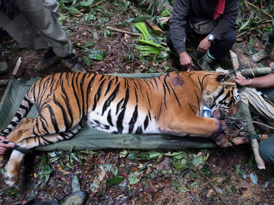 密猟者のわなにかかったトラを保護、マレーシア