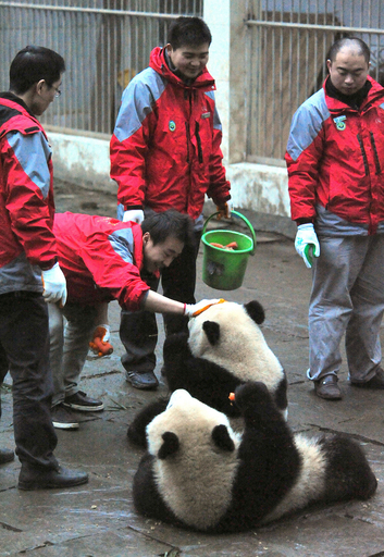 四川省のパンダ10頭、万博控え上海へ 中国