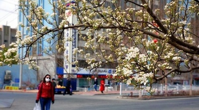 「梨の街」で花が満開に 「映える」と人気 中国・新疆のコルラ市