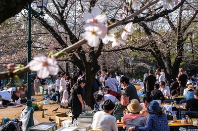 People enjoy cherry blossoms in Tokyo