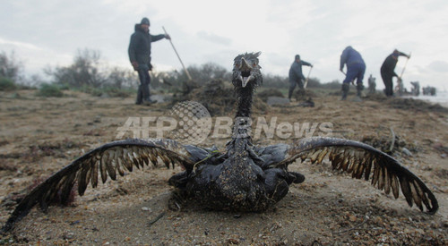 黒海で流出の重油 回収作業に露軍数百人 鳥3万羽と魚約9000匹が死亡 写真4枚 ファッション ニュースならmode Press Powered By Afpbb News