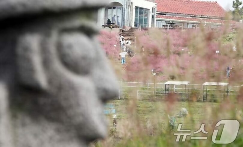 済州市涯月邑のセビョルオルムで、ススキの道を歩きながら秋の風情を楽しむ観光客(c)news1