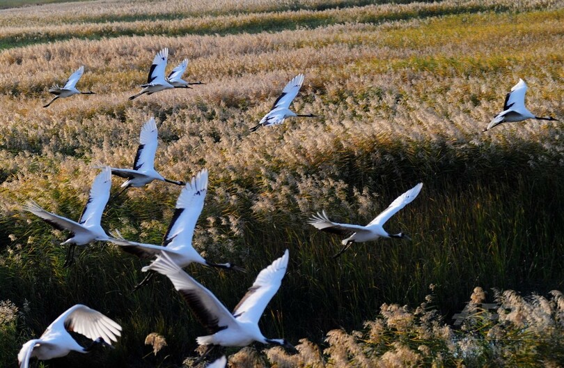 女性が守る自然保護区 吉林省桃花源、公益団体が保護に参与
