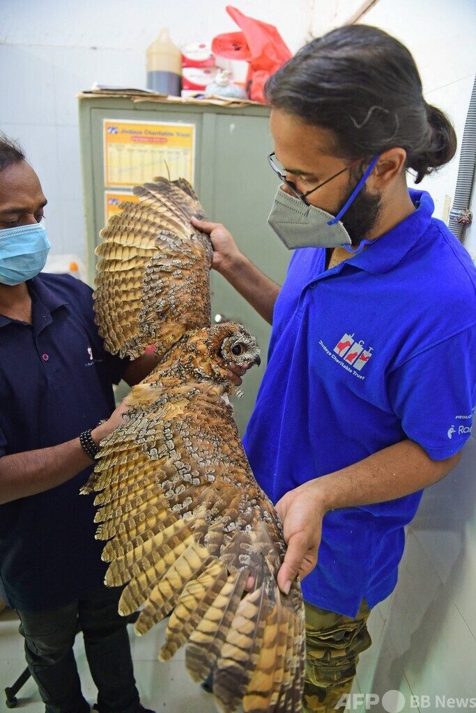 過酷な熱波、鳥も脱水症状に インド