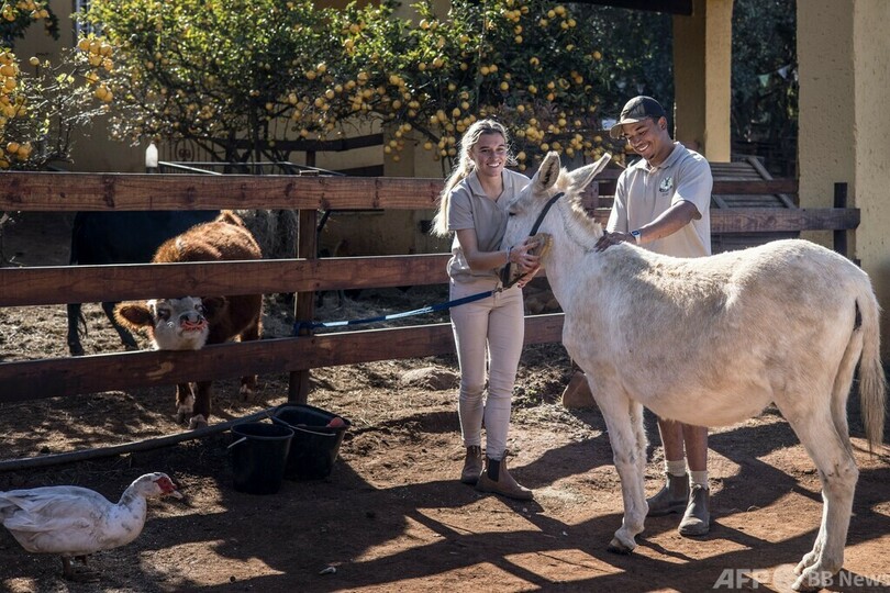 中国伝統薬でロバ皮需要増 アフリカで生息数激減