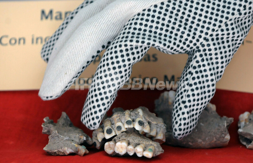 盗まれた古代マヤ人の上あご戻る、歯にヒスイの埋め込み