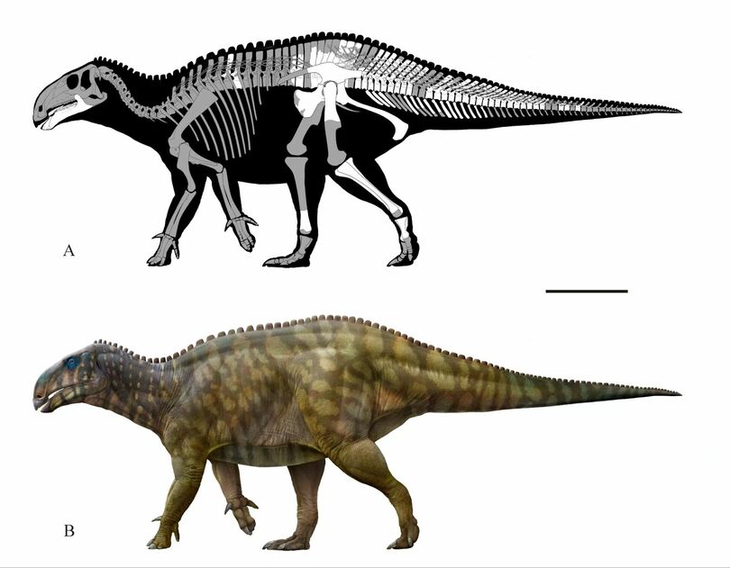 中国西南地区で初発見のカモノハシ竜、長生黔江竜と命名
