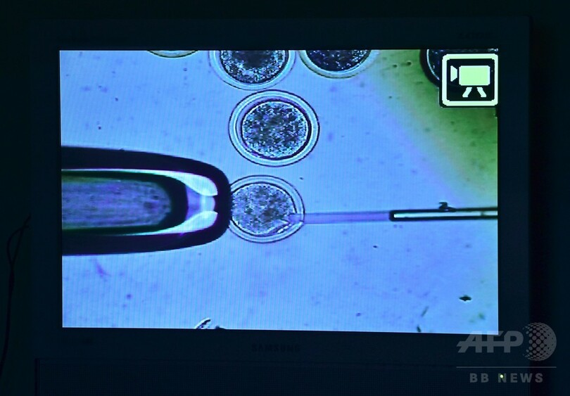 永遠に愛犬と共に？韓国のクローン研究所