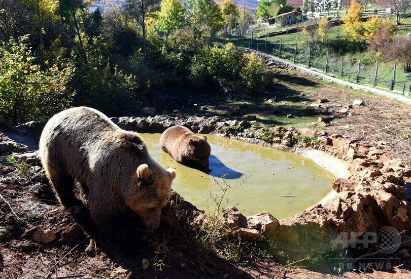 ひとりはつらいよ…「ぼっち」ヒグマ専用シェルター クロアチア