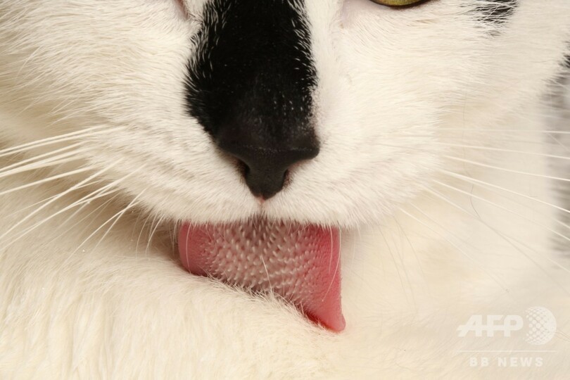 ネコの舌は 唾液のブラシ 毛づくろいの秘密解明 写真2枚 国際ニュース Afpbb News