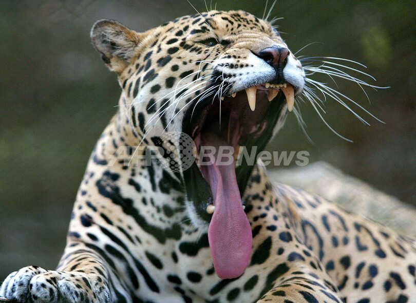 絶滅の危機に直面する 中米の貴重な動物たち ホンジュラス 写真5枚 国際ニュース Afpbb News