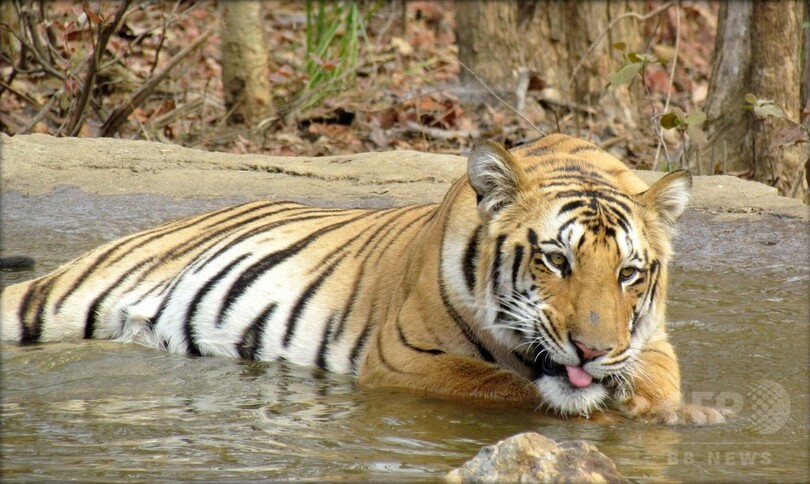 インドの人気トラ 3か月前から行方不明に 懸賞金付きで捜索も 写真2枚 国際ニュース Afpbb News
