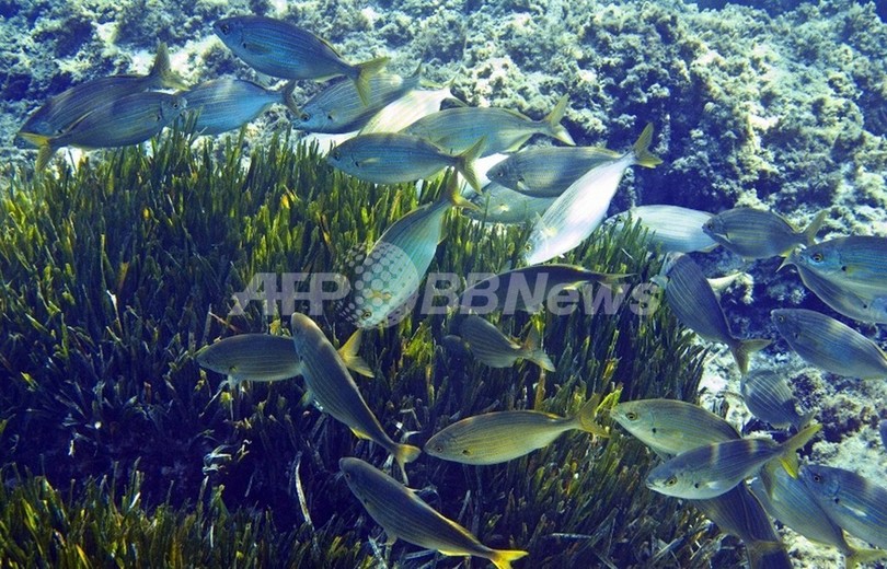 魚の小型化、個体数と漁獲量に大きく影響 研究 魚の小型化、個体数と漁獲量に大きく影響 研究