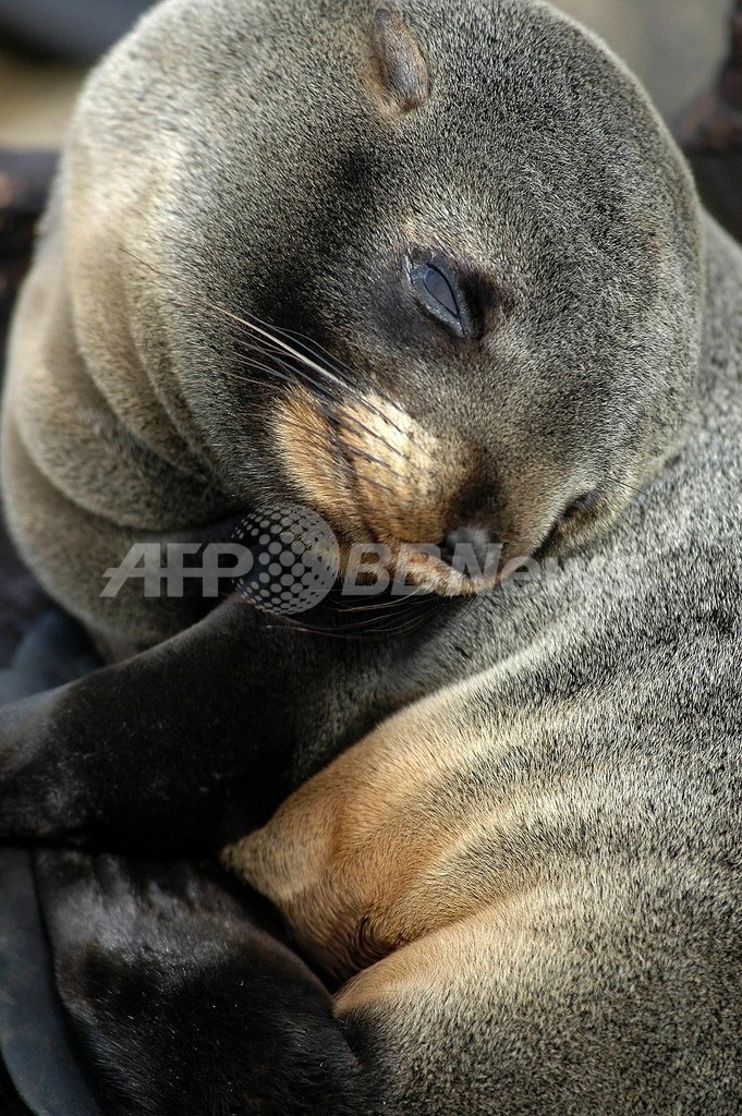 北極圏生まれのアザラシの赤ちゃん、地球温暖化で生命の危機に 北極圏生まれのアザラシの赤ちゃん、地球温暖化で生命の危機に