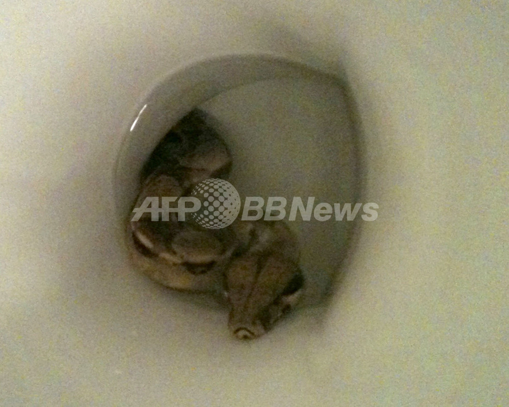 トイレのふたを開けたら大蛇が・・・汚水管に姿消す、ドイツ トイレのふたを開けたら大蛇が・・・汚水管に姿消す、ドイツ