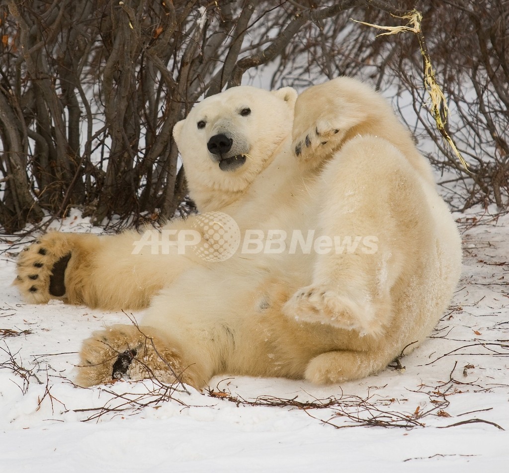 野生のホッキョクグマとピクニック、ノルウェー冒険家 野生のホッキョクグマとピクニック、ノルウェー冒険家