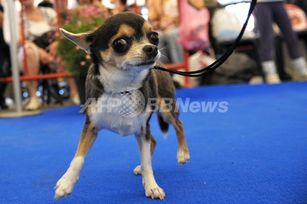 小型犬の起源は中東にあり、研究結果 小型犬の起源は中東にあり、研究結果