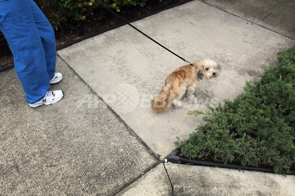 犬のふんを拾って金塊を当てよう 台湾 新北市で今年も 写真1枚 国際ニュース Afpbb News