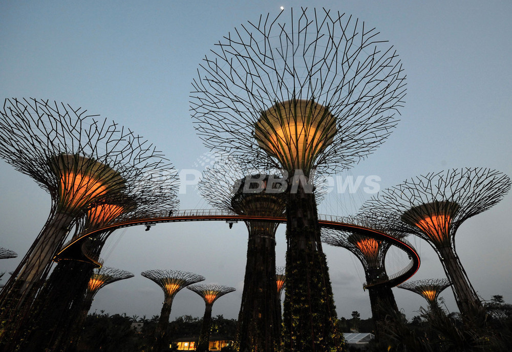 巨大な人工木 スーパーツリー が出現 シンガポール 写真13枚 国際ニュース Afpbb News