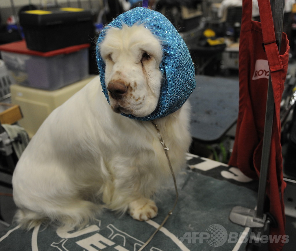【特集】「美犬」大集合、米ドッグショー写真集