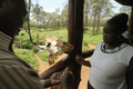 ナイロビ（Nairobi）のジラフセンター（Giraffe Center）で、キリンの餌付けをするケニア人観光客（2012年1月10日撮影）。(c)AFP/SIMON MAINA