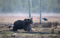 フィンランドで撮影されたカラスに囲まれるヒグマ（2022年5月16日撮影、資料写真）。(c)Olivier MORIN / AFP