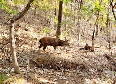 大きな角で威嚇、攻撃的…韓国南部で“繁殖期”鹿が頻繁に出没、住民に広がる不安 写真枚 国際ニュース：AFPBB News