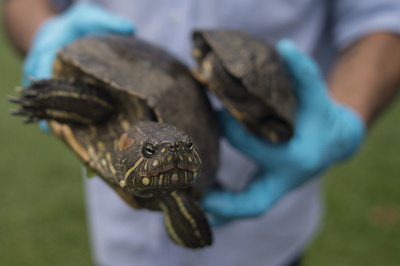 爬虫類の3分の1超の種がネットで売買、絶滅危惧種も 研究