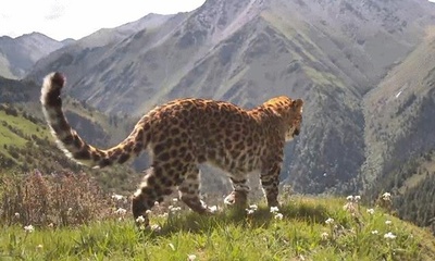 ユキヒョウとヒョウが同じエリアに現れる　貴重な映像　中国四川省で初撮影