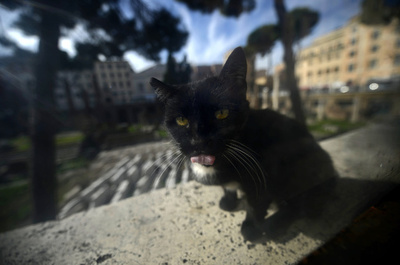 狂犬病の子猫に接触した10人に発症予防措置、フランス