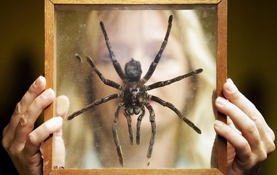 ペットのタランチュラに注意、毒だけでなく「極細の毛」の噴射攻撃も