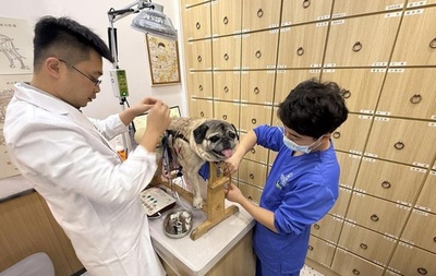 はり・きゅうに中医薬　中国でペットの中獣医療がブームに