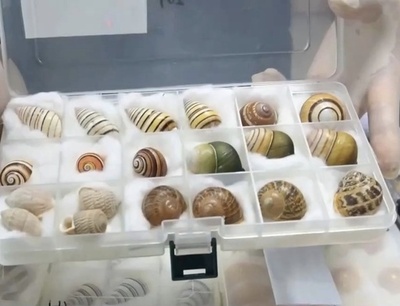 中国深セン税関 絶滅危惧種の生きたヘビを押収