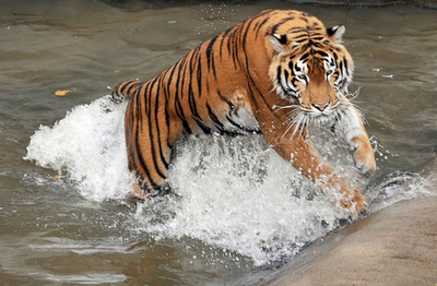 ブータンの標高4100メートル地点でトラを撮影、BBC